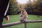 monkeys-012.jpg
